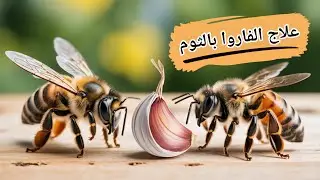 شرح طريقة علاج الفاروا في خلايا النحل بالثوم | الجزء 2