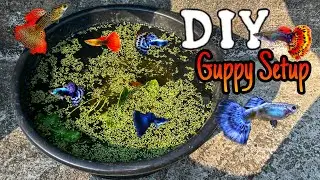 DIY Guppy Setup: Build a Simple, Budget Friendly Tank at Home