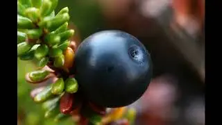 Шикша