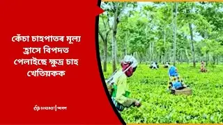 কেঁচা চাহপাতৰ মূল্য হ্ৰাসে বিপদত পেলাইছে  | Fall in raw tea leaves prices | ETVBharat Assam