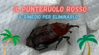 Come eliminare il punteruolo rosso delle palme?