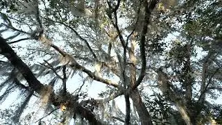 spanish moss hanging from a large oak in south car 2025 12 17 14 01 32 utc
