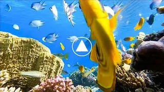 Natural spectacle my static camera reveals the fascinating biodiversity of the Red Sea reef