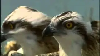 Life of Birds in Qatar - documentary