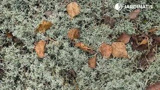 Liquen o Musgo de Islandia - Jardinatis