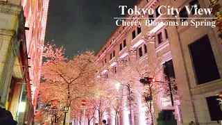 [4K] 🌸Цветение сакуры в Токио 2023, Япония 🌸 Нихонбаси, тур по сакуре в Токио