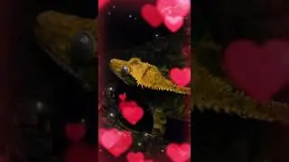 Reptile photo album edit (cute ❤️)