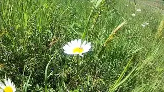 Rund um die Ehmetsklinge 🐝🌻🌷