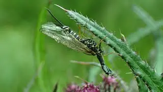 Drukke zwartvlekkameel/Spotted Snake fly (Phaeostigma notata)