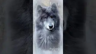 ~ BEAUTIFUL BLUE WOLF DOG ~ #bluewolf #bluewolfdog #wolf #wolfdog #christmas