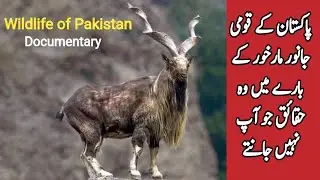 Markhor | Information and Facts about the National Animal of Pakistan | Wildlife of Pakistan