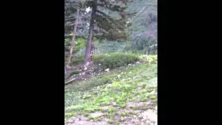 Beast Buck Find