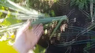 The Passion of the Garden