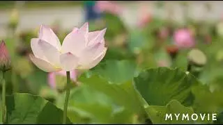 nature beauty ❤️