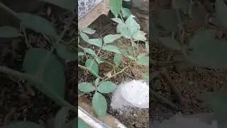 calcium powder grow in Rose #rose