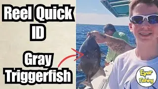 How to Identify Gray Triggerfish (Balistes capriscus) | Saltwater Fish ID