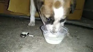I Found a Homeless puppy 🐕 feed him some milk 🥛