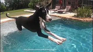 Funny Great Dane's Paw Perfect Superman Dive Into the Deep End Of the Pool