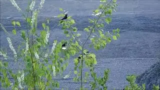 Huiszwaluw/Common house martin (Delichon urbicum)