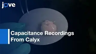 Methods For Patch Clamp Capacitance Recordings From Calyx l Protocol Preview