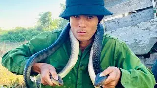 Distinguishing Between Cobras and Common Cobras || Deadly and Dangerous Snakes ||HDBT