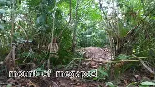 Nicobar megapod / Nicobar scrubfowl