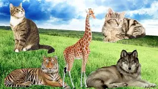 What do animals sound like? Farm animals  - Cows, cats, tigers, giraffe, wolf...