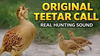 Acha Teetar Viral Voice | Real Partridge Call Sound | Natural Jungle Audio