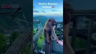 Phuket (Big Buddha) 🇹🇭 #monkeysspinningmonkeys #monkey #phuket #thailand #bigbuddha