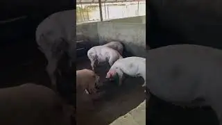 Our Pigs at Akudinulo Farms are the kind of Pigs that can change any Pig farm&rsquo;s story