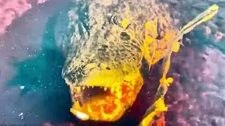 Large Gator opens his mouth to catch fish