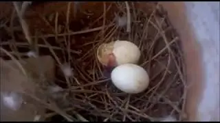 Hatching of pigeon egg