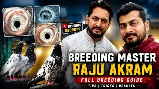 Breeding Master, Raju Akram of Jammu 9858888888