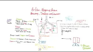 Air Flow, Negative Pressure Breathing, Inhalation and Exhalation | Explained by a Premed Student