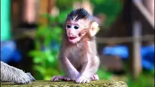 Newborn BABY MONKEY MARLA At The Evening