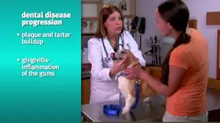 Banfield Pet Hospital - Risks and Signs of Dental Disease in Dogs and Cats