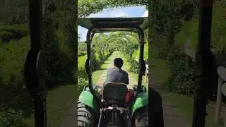 Spice Farm Botanical Garden Tour #spicefarmbotanicalgarden #belizetravel #toursbelize