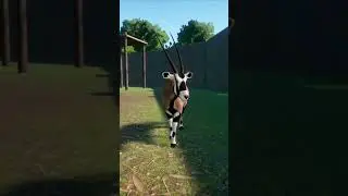 Gemsbok Animations | Planet Zoo