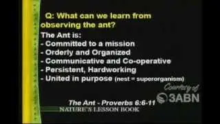Lessons From The Ant