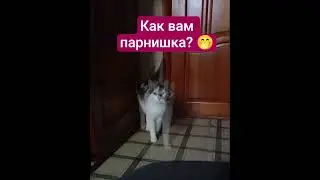 ДЕЛИТЕСЬ В КОММЕНТАРИЯХ, КАКИЕ У ВАС ПАРНИШКИ ИЛИ ДЕВЧОНКИ?))) #видосыоткота #cat #котофейка #кот