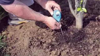 How to Water Your New Trees