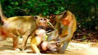 WOW...Young mom monkey saving baby monkey