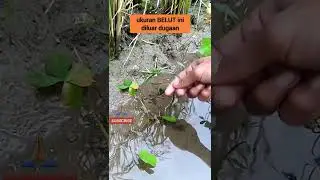 mudahnya mancing belut kecil di sawah #shorts #mancingbelut #mancingbelutsawah