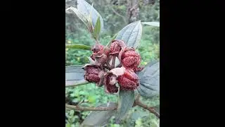 Wild fruits/Philippine native fruits