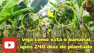 banana prata Catarina após 240 dias de plantada