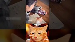cheating in exam 😆 #cat #meme #dance #trending