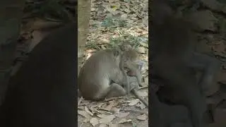 Bronco playing with a little monkey in mohanokor #monkey #wildanimal #wildmonkey