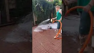 EASY Kennel Cleanup!! - Quick & Effective!! #shorts