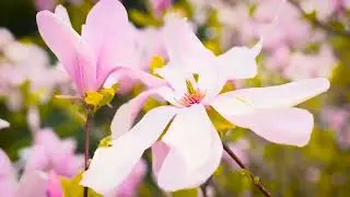Lights - Patrick Patrikios,mediation music, nature song,