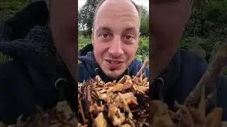 Do Woodchips Rob Nitrogen from the Soil & Do We Care?